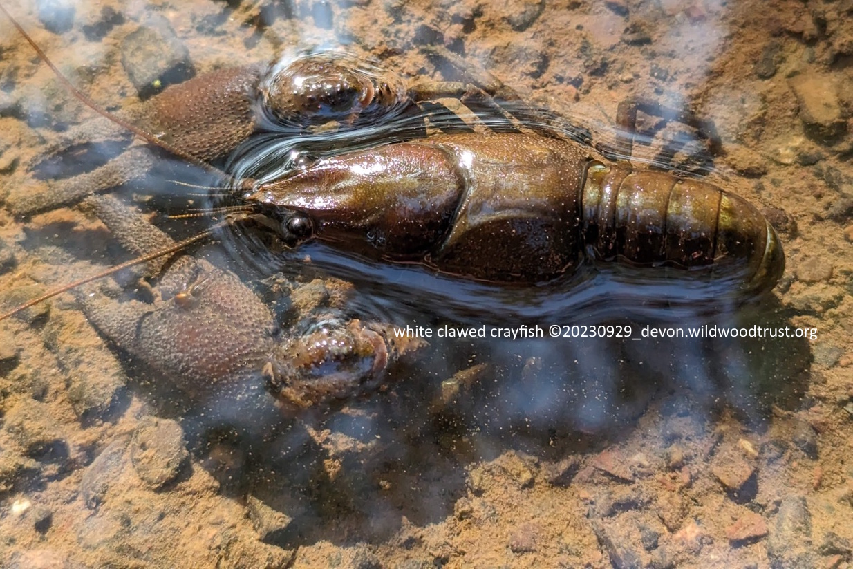 Ark Rescue for Mid Devon Crayfish image