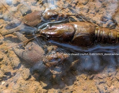 Ark Rescue for Mid Devon Crayfish image