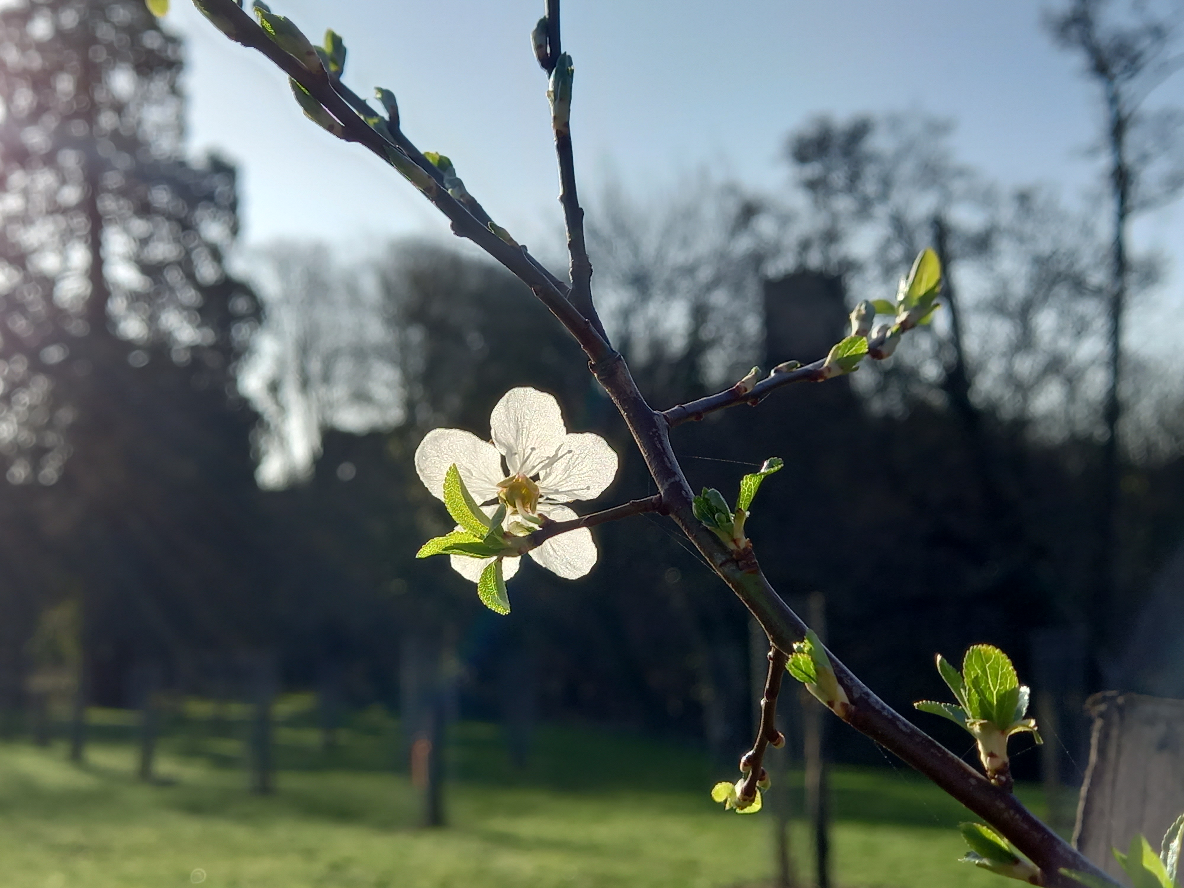 Blossom on one of the fruit trees.
