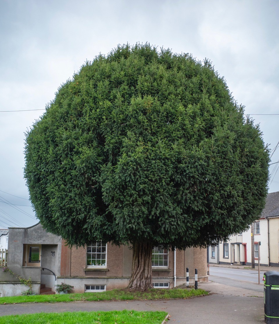 Yew Tree