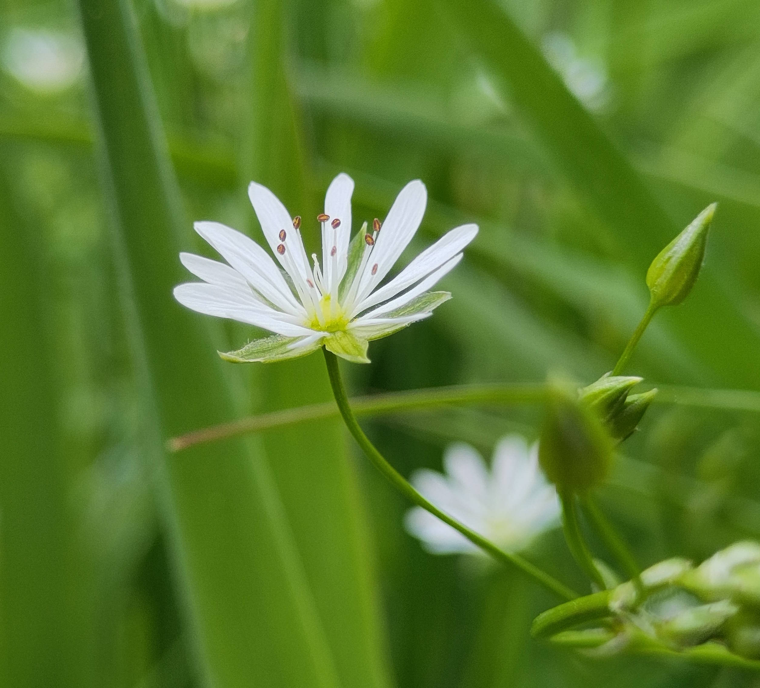 Lesser Stitchwort. ©2025 Jason P Ball