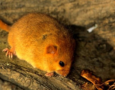 Help boost hazel dormouse habitat at Uffculme image