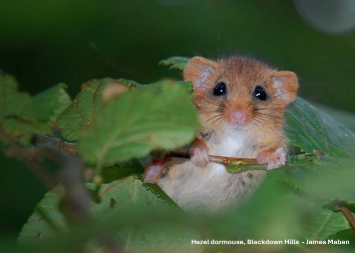 Your views on Local Nature Recovery Strategy image