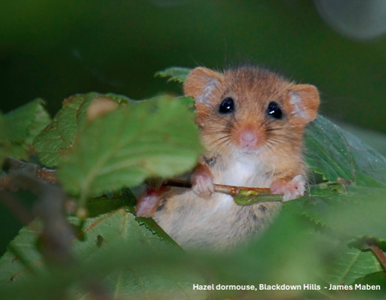 Your views on Local Nature Recovery Strategy image