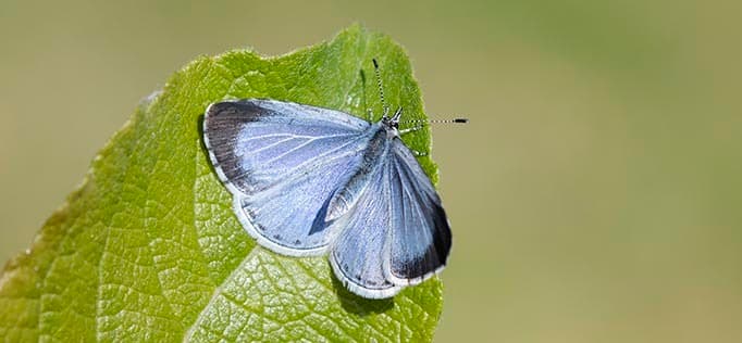 Big Butterfly Count image