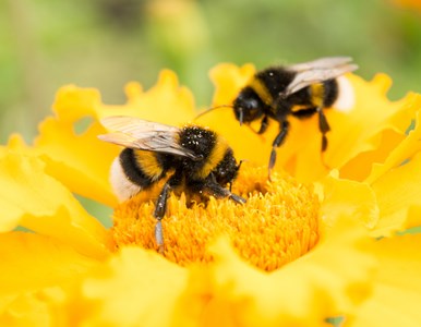 Bees' Needs Week image