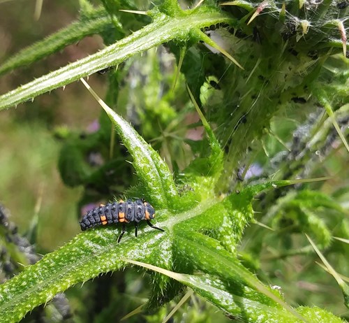 a ladybird larva hunting for aphids