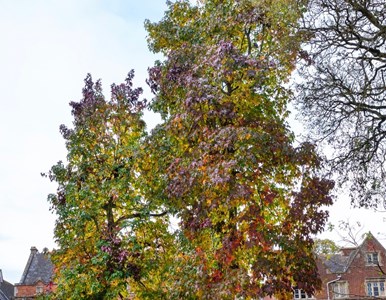 Crediton Tree walk image